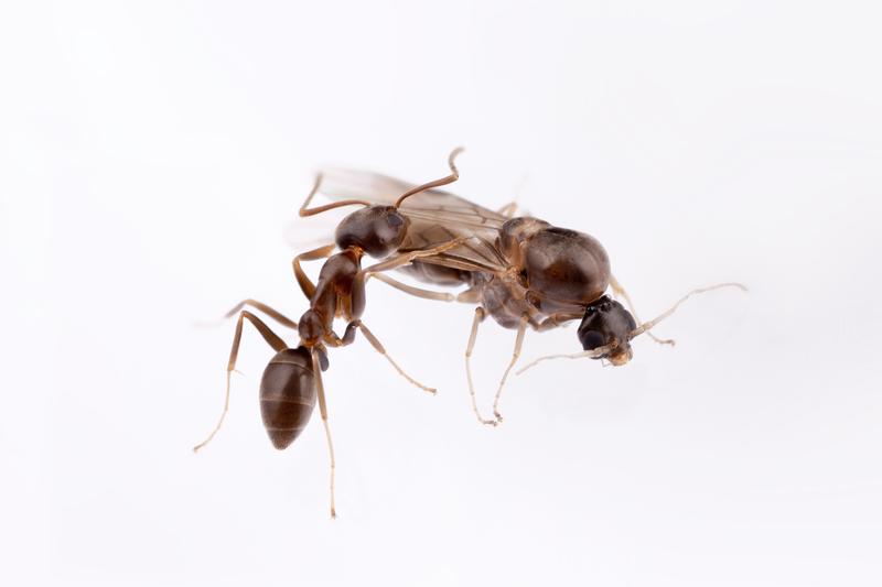 A female Argentine worker ant (left) and a male Argentine ant (right)