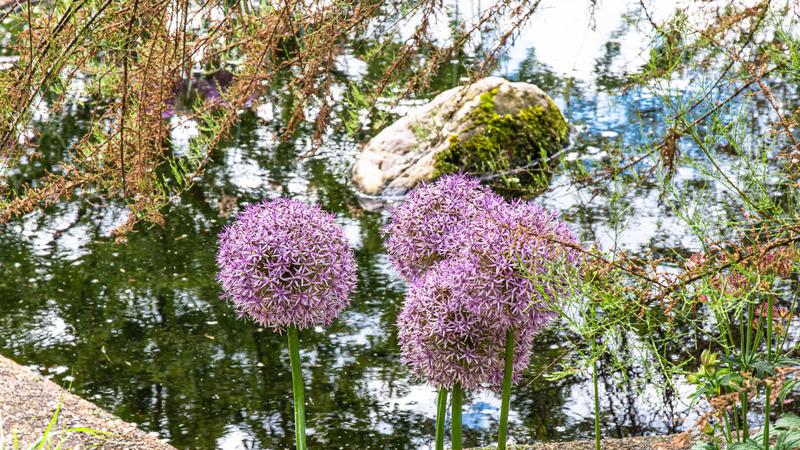 Zierlauch (Allium), weit und breit. An vielen Stellen in und nahe der Nutzpflanzenabteilung sind die runden Köpfe zu finden. 