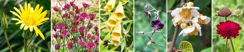 (v.l.): Schwarzwurzel (Scorzonera hispanica); Große Sterndolde (Astrantia major ‚Günter Urspruch‘); Großer Gelber Fingerhut (Digitalis grandiflora); Brauner Storchschnabel (Geranium phaeum); Kiwi (Actinidia deliciosa); Witwenblume (Knautia macedonica). 