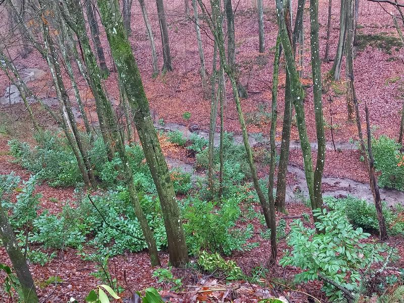 Prunus laurocerasus verbreitet sich in mitteleuropäischen Wäldern, hier in einem Wald in Baden-Württemberg.