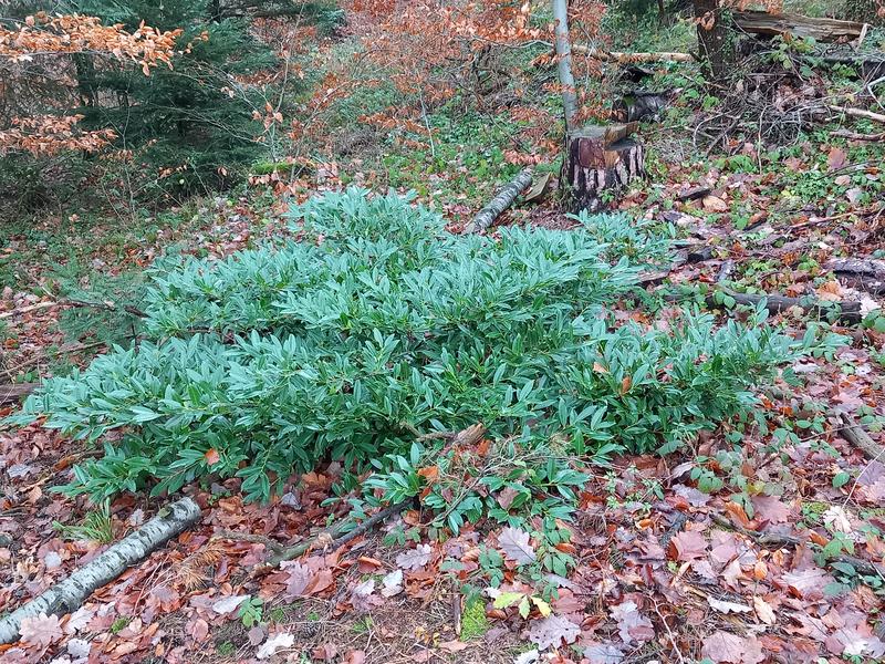 Kirschlorbeer in einem Waldgebiet bei Plüderhausen.