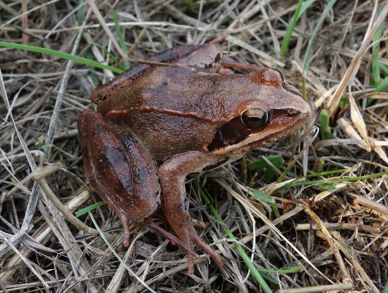 Springfrosch mit der im Vergleich zum Grasfrosch recht spitzen Schnauze