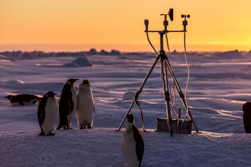 Pinguine betrachten eine Meereisboje, die AWI-Meereisphysiker auf dem Eis errichtet haben. Das Gerät misst unter anderem den Schneezuwachs auf dem Eis.  