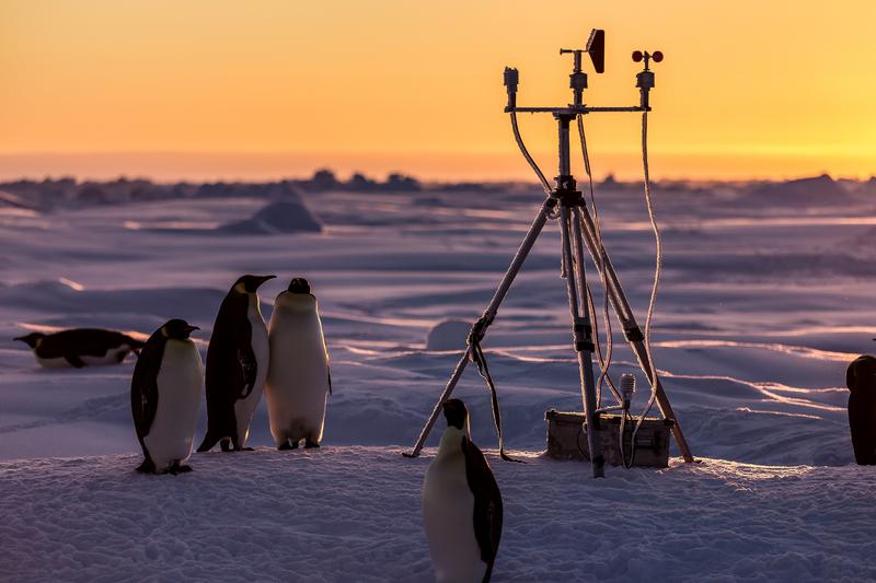 Penguins look at a sea ice buoy that AWI sea ice physicists have erected on the ice. Among other things, the device measures the growth of snow on the ice.