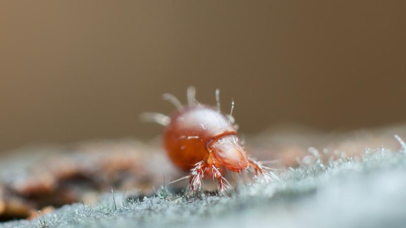 According to the study, soil animals such as horn mites (here Steganacarus sp.) could also play an important, previously overlooked role in the carbon cycle of soils.