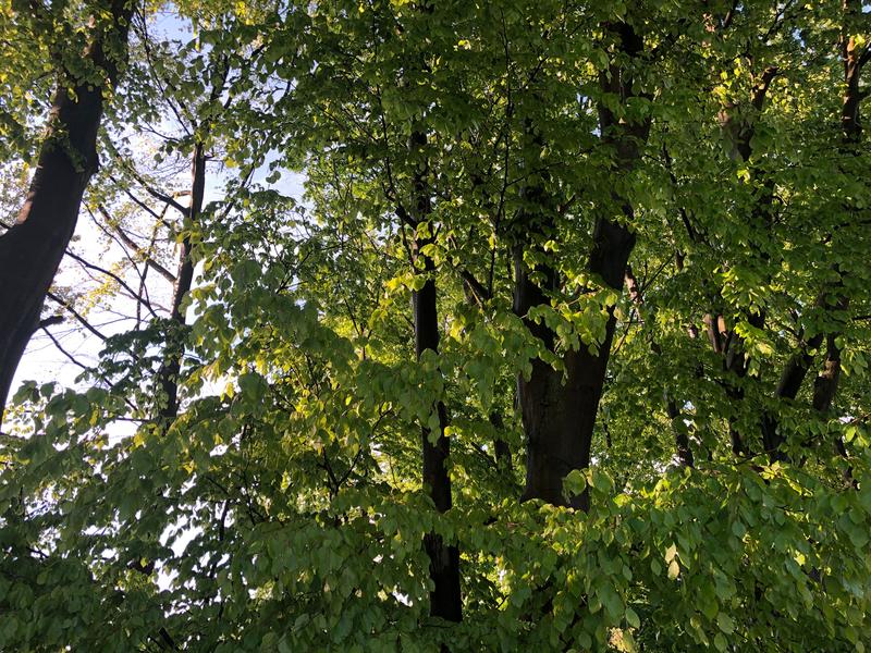 Wald im Sonnenlicht.