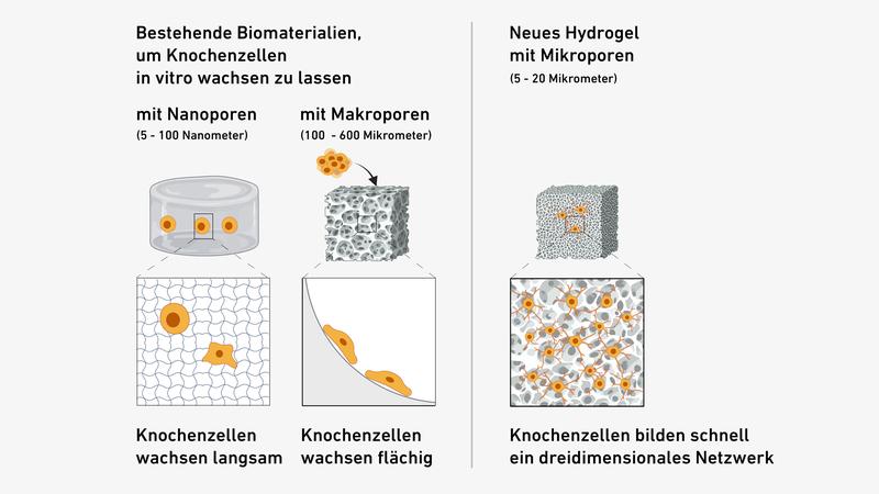 Das Hydrogel hat eine optimale Porengrösse, damit sich knochenbildende Zellen einnisten und ein Netzwerk bilden können.