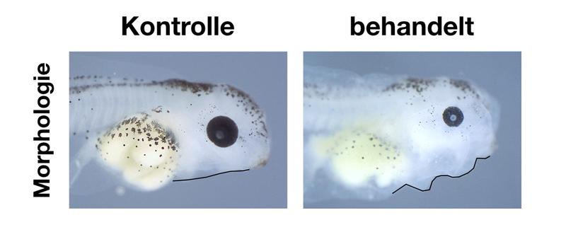 Die mit einem Neonikotinoid behandelte Kaulquappe (rechts) hat einen veränderten Kopf, kleinere Augen und Ödeme im Kopf- und Herzbereich.