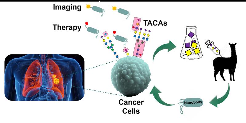 From synthetic glycans to glycan-targeting nanobodies