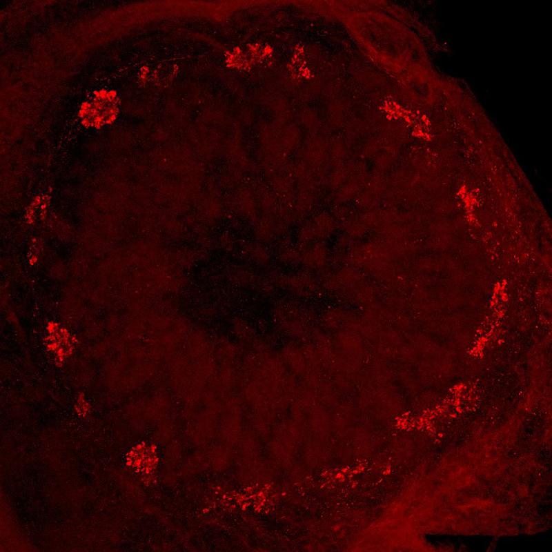 Ringförmige glomeruläre Anordnung in der äußeren Region des Antennallobus einer Wanderheuschrecke