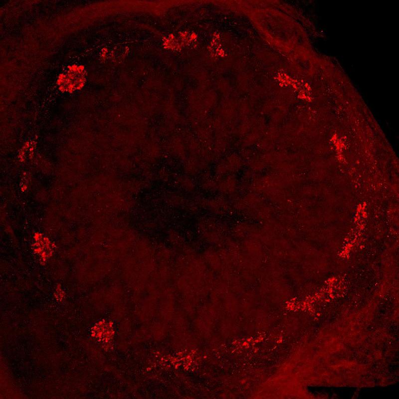 Ring-shaped glomerular arrangement in the peripheral region of the antennal lobe of a migratory locust 