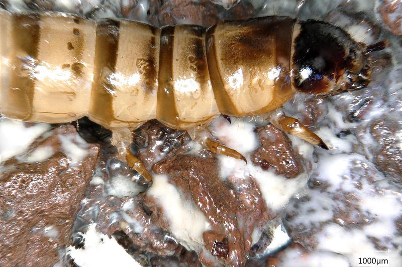 Superwurm auf einem Lavastein mit Biofilm unter dem Digitalmikroskop