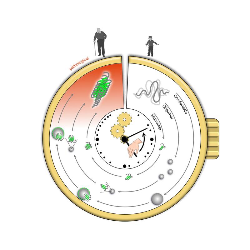 Visualization of a protein aggregation clock