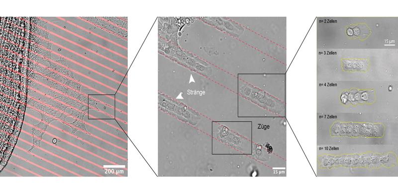 Schnappschüsse der Zelleisenbahn. Zellen strecken sich von einer Fischschuppe (links) in künstliche Bahnen (rot) und bilden Züge (Mitte) in verschiedenen Größen (rechts).