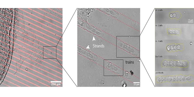 Snapshots of the cell railroad. Cells stretch away from a fish scale (left) into artificial lanes (red) and form trains (middle) in different sizes (right).