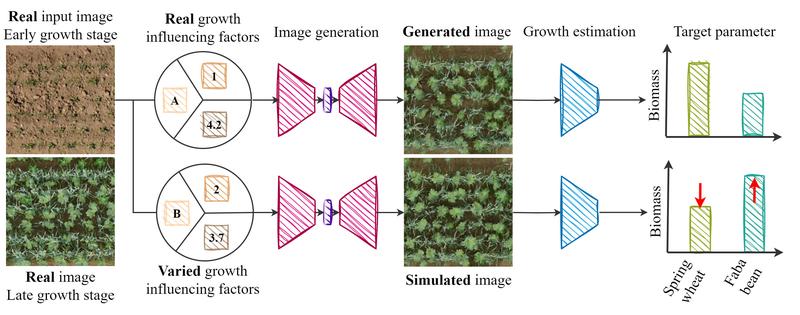 The software is trained with photos of various growth stages (left). It can then, based on a single initial photo of another field, model how the crop will develop. 