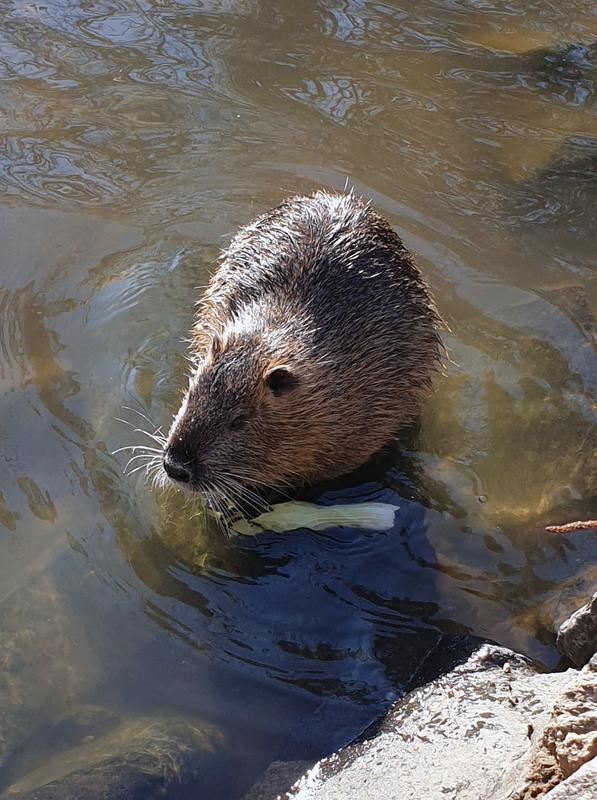 Große invasive Tiere, wie die Nutria, werden in der Bevölkerung als Bedrohung wahrgenommen. Der wirtschaftliche Schaden, den invasive Organismen jährlich in Deutschland anrichten wird allerdings deutlich unterschätzt.