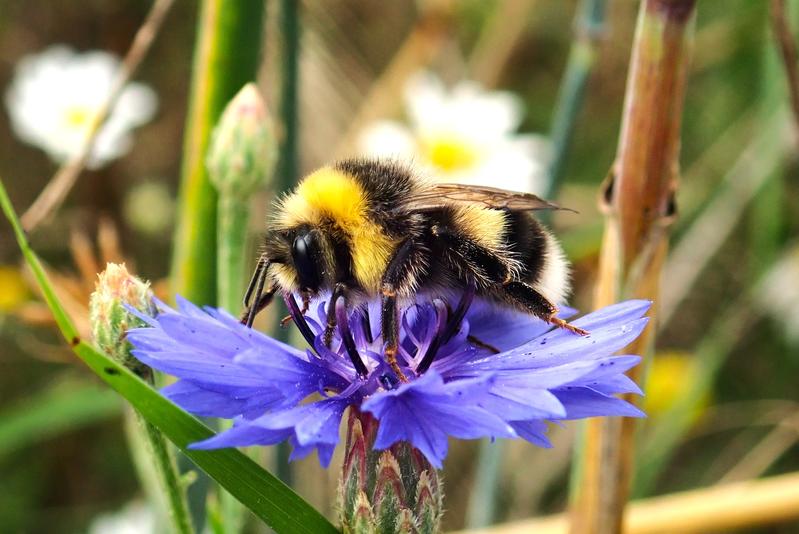 Männliche Erdhummel