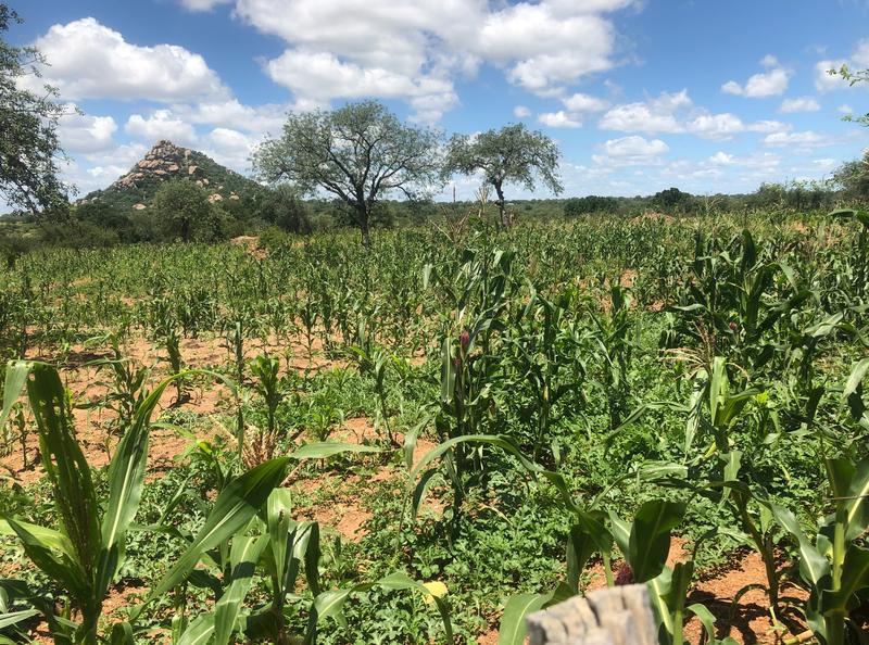 Maisanbau ohne Stickstoffgabe in Selwana, Limpopo