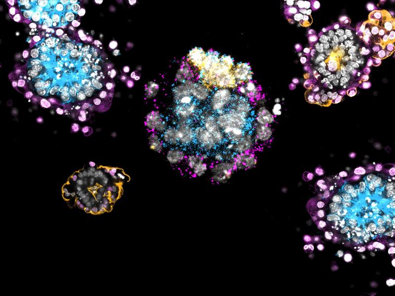 Embryo-ähnliches Modellsystem unter dem Mikroskop.