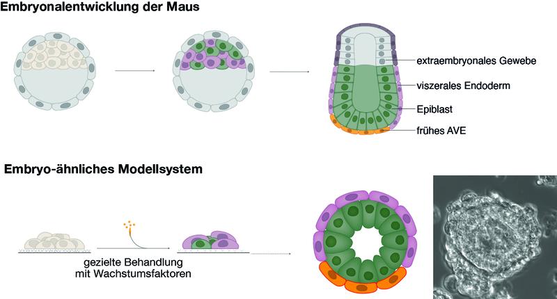 Schema der embryonalen Entwicklung der Maus (oben) und des Embryo-ähnlichen Modellsystems zur Modellierung der Interaktionen zwischen Epiblast (grün), viszeralem Endoderm (violett) und extraembryonalem Gewebe (grau).