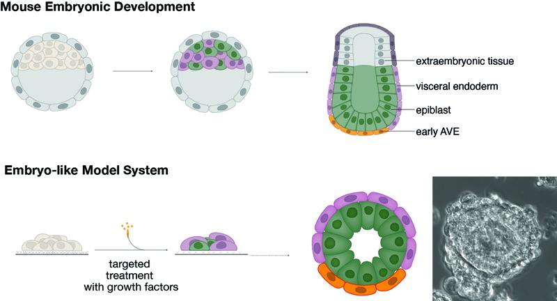 Schematic of mouse embryonic development (top) and the embryo-like model system (bottom) for modelling the interactions between epiblast (green), visceral endoderm (violet) and extraembryonic tissue (grey).