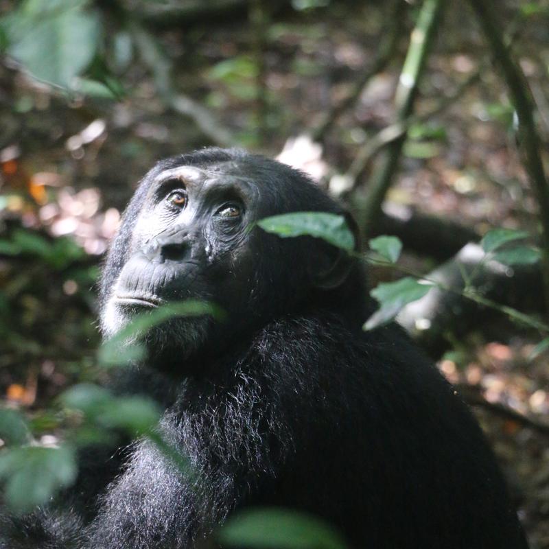 Kato, ein wildlebender Schimpanse aus der Sonso-Gemeinschaft im Budongo-Wald (Westuganda)