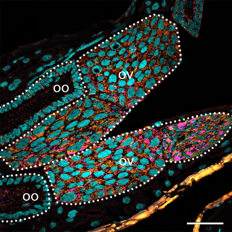 Symbiodolus bacteria in the reproductive tissue 