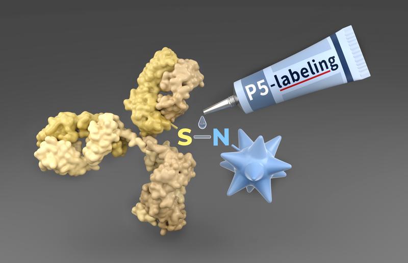 P5 labeling technology as a molecular glue to construct antibody-drug-conjugates (ADCs) for clinical Phase I trials against cancer. 