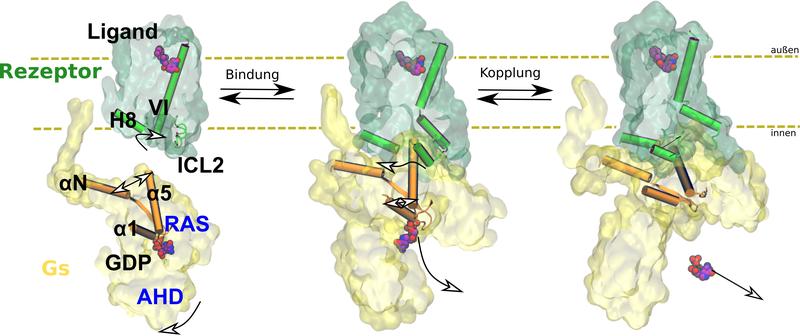 Durch Bindung an den Rezeptor (grün) verändert das G-Protein (gelb) seine Form und setzt das Regulatormolekül GDP frei. 