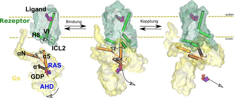 Binding to the receptor (green) causes the G protein (yellow) to change its shape and release the regulatory molecule GDP. 