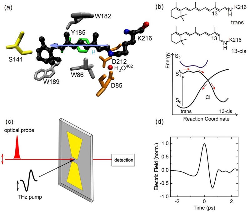 Molekulare Struktur der protonierten Schiffschen Base des Retinals in Bakteriorhodopsin (schwarze Struktur) und der Bindungstasche im Protein, die aus Aminosäuren und eingebetteten Wassermolekülen besteht. 