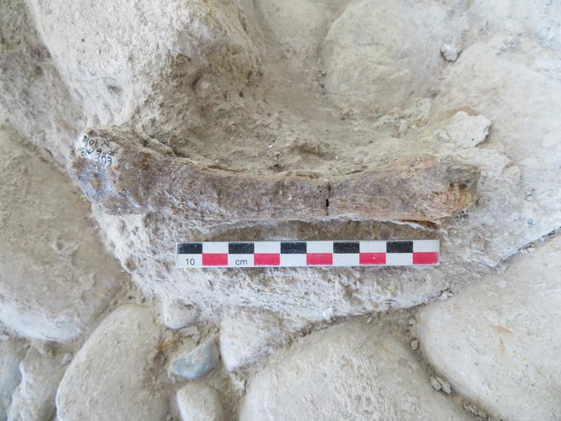 Der Knochen eines Höhlenlöwen auf der Fundoberfläche aus Notarchirico (Venosa, Italien).