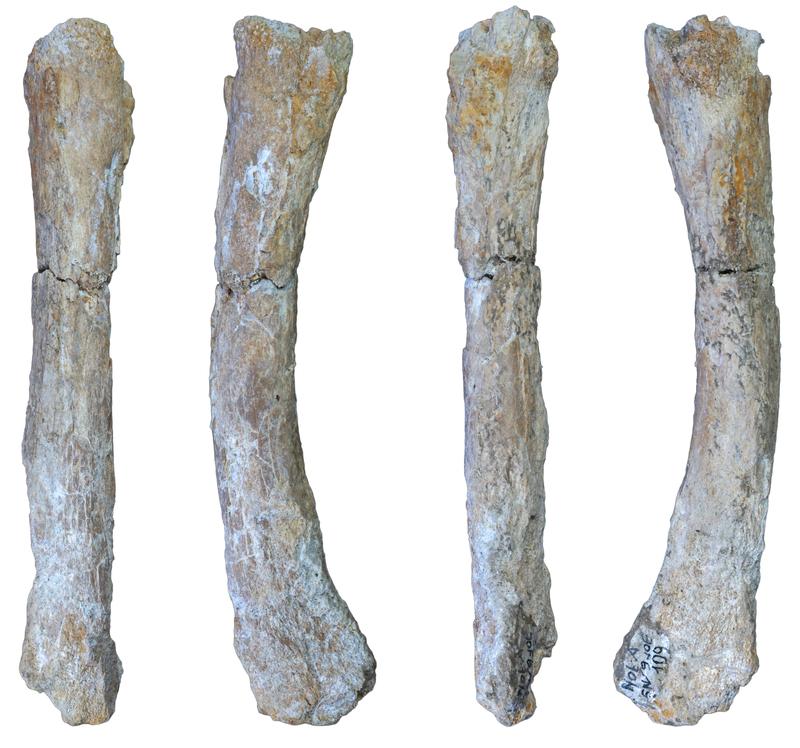 Der neu identifizierte Mittelfußknochen des ausgestorbenen Höhlenlöwen Panthera spelaea aus Notarchirico (Venosa, Italien). Das noch erhaltene Knochenstück ist ungefähr 14 Zentimeter lang.