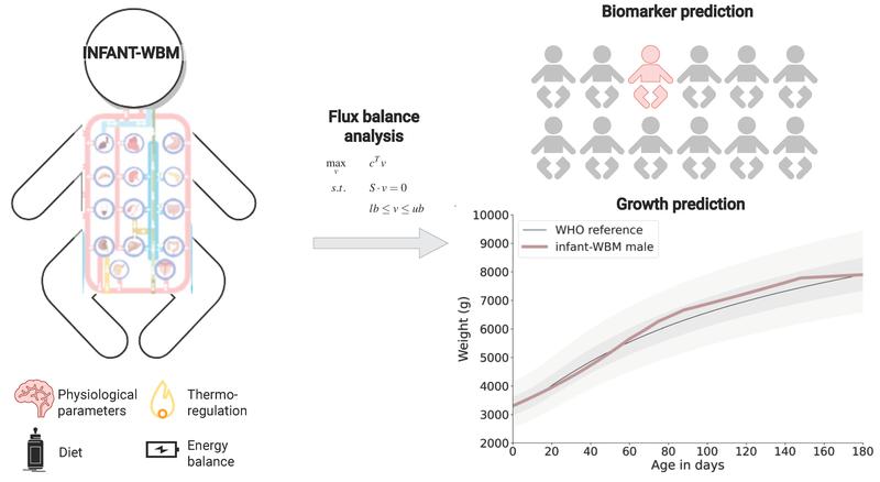 Mathematisches Modell des Stoffwechsels von Neugeborenen (infant-WBM). Es sagt das Wachstum von Säuglingen und bekannte Biomarker von erblichen Stoffwechselkrankheiten vorher.