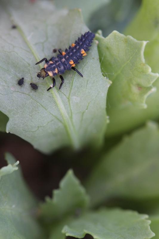 Ladybird larva with aphids on the test field from the University of Bonn. 