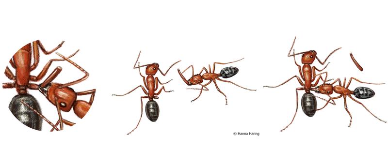 Amputation bei Verwundung: Eine Ameise beißt einer verletzten Artgenossin ein Bein ab. Danach versorgt sie die Wunde durch Belecken.