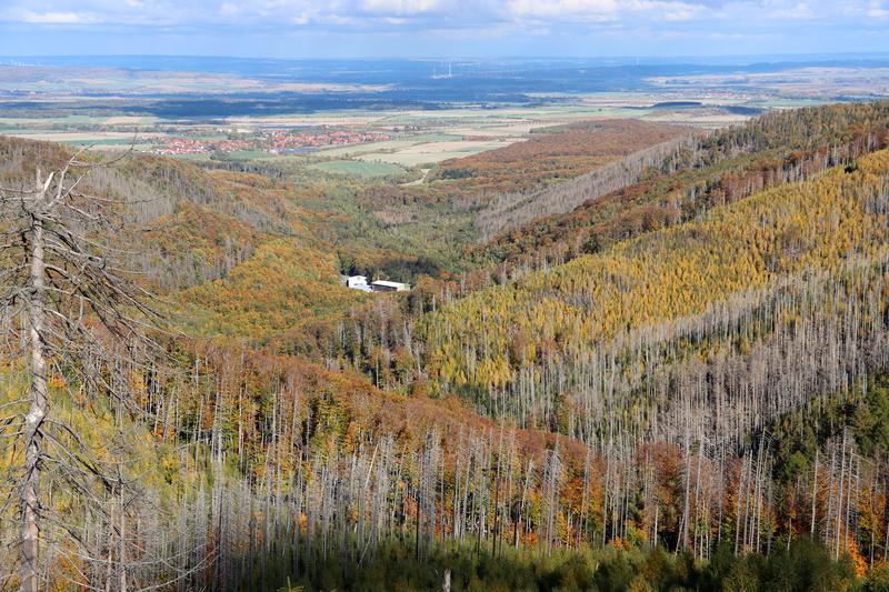 Neuer Wald unter abgestorbenen Fichten: Im Harz sind die Einflüsse des Klimawandels überall sichtbar