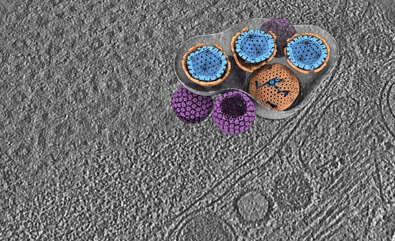 Kryo-Elektronentomogramm Herpesvirus in lebender Zelle