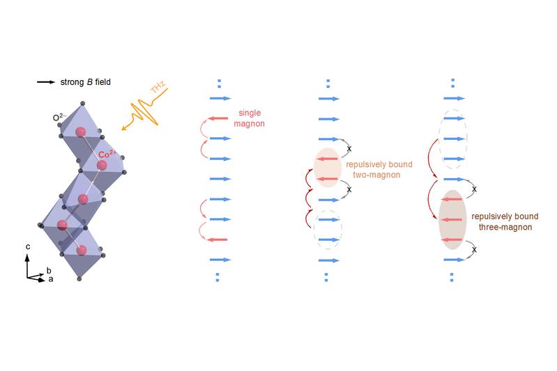 Representation of the observed quantum state: (a) Spin chain structure based on magnetic Co2+ ions in BaCo2V2O8, (b) single magnon, (c) repulsively bound two-magnon, (d) repulsively bound three-magnon in a spin chain excited by THz eletromagnetic field.