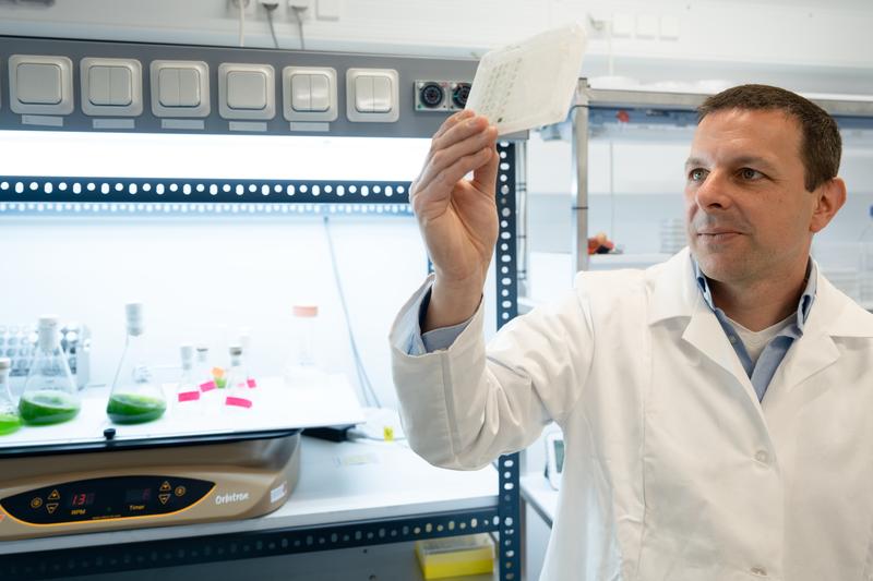 Aus der mikrobiologischen Erforschung von Algen gewinnt Felix Willmund Erkenntnisse, die im LOEWE-Schwerpunkt RobuCop die künstliche Photosynthese als Waffe gegen den Klimawandel schärfen soll. 