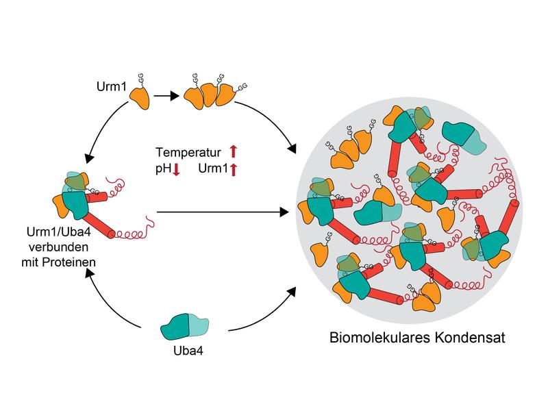 Als Reaktion auf Stress nimmt die Menge an Urm1 zu. Urm1 interagiert mit sich selbst und bindet anderen Proteinen. Zusammen mit Uba4 formt es ein komplexes Proteininteraktionsnetzwerk, das zur Bildung eines biomolekularen Kondensats führt.