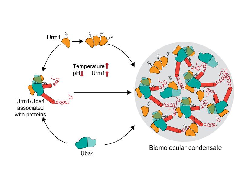 In response to stress Urm1 increases in cells. Urm1 self-interacts and associates with other proteins in co-operation with Uba4, forming a complex protein interaction network that results in the formation of a biomolecular condensate. 