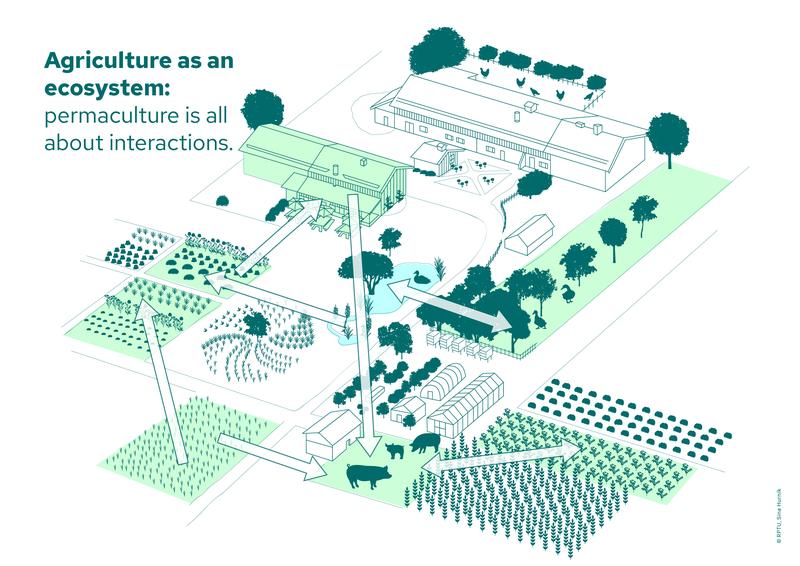 For a stable agricultural system with functioning cycles, the individual components (animal species, crops, trees, farm members) are interwoven into a complex system in permaculture based on nature. 