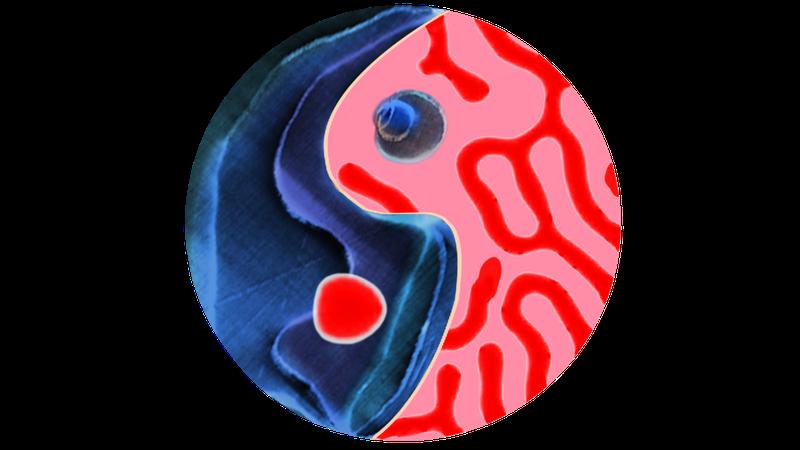 Yin and yang from ferroelectric (blue) and magnetic patterns (red). 