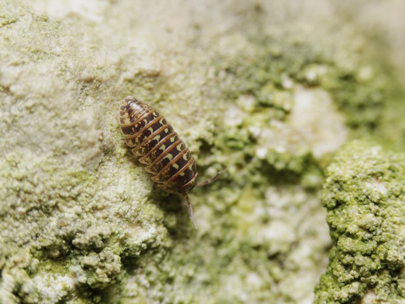 Die Bestände der kleinen Kugelasselart Armadillidium pictum sind in den vergangenen 150 Jahren vor allem durch Änderungen der Waldstrukturen zurückgegangen. 