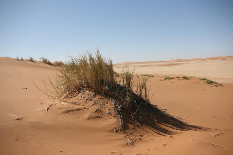 Das Namib-Dünen-Buschmanngras Stipagrostis sabulicola kann Feuchtigkeit in Form von Nebel und Tau aus der Luft kondensieren. 