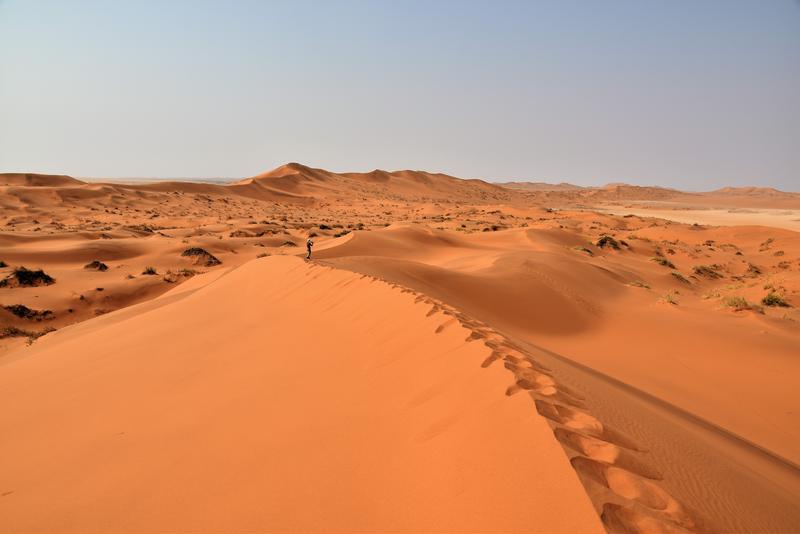 In der Namib-Wüste an der Südwestküste Afrikas findet sich trotz der hyperariden Bedingungen und der von Norden nach Süden rund 2000 Kilometer ausgedehnten Sandflächen eine beträchtliche Anzahl Arten von Tieren und Pflanzen. 