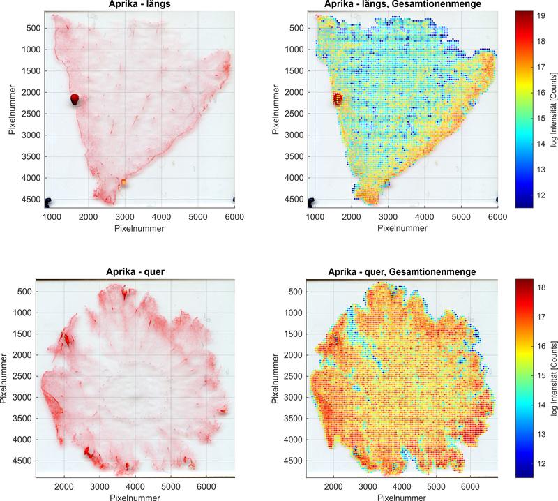 Illustration of a strawberry thin section and the total amount of ions detected in the analysis. Areas with high biomarker concentrations show a high intensity in the mass spectrum and are therefore illustrated in red.