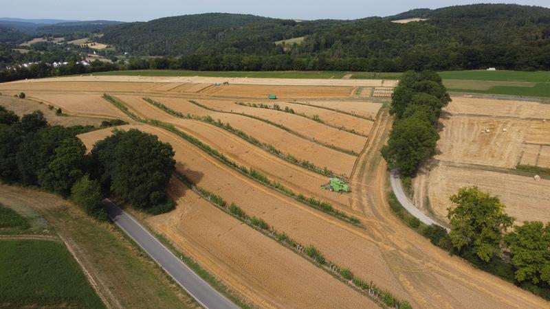 Agroforstsystem auf dem Gladbacherhof, einem Lehr- und Versuchsbetrieb für Ökologischen Landbau der JLU.